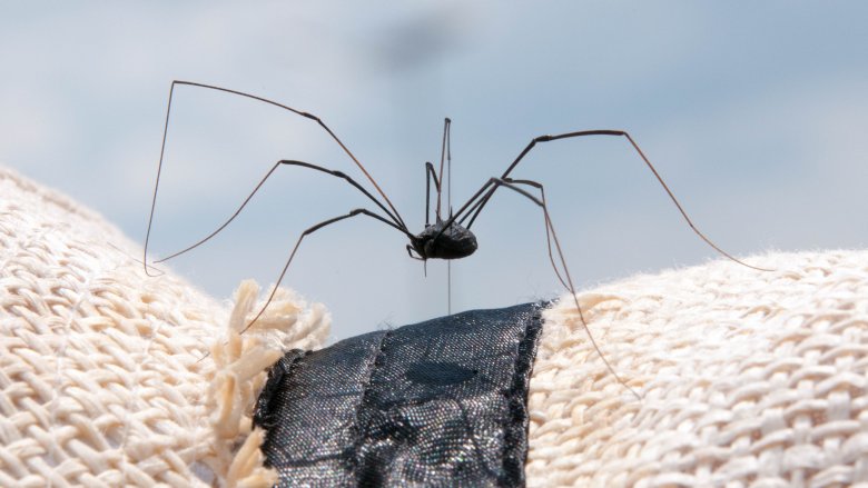 Myth buster: Daddy long legs are the most venomous spider in the