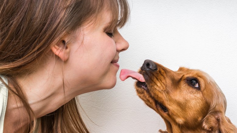Dog licking human