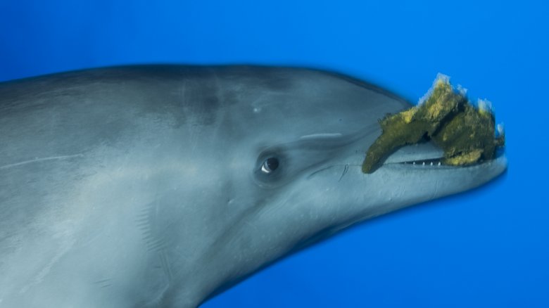 dolphin