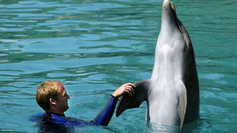dolphin