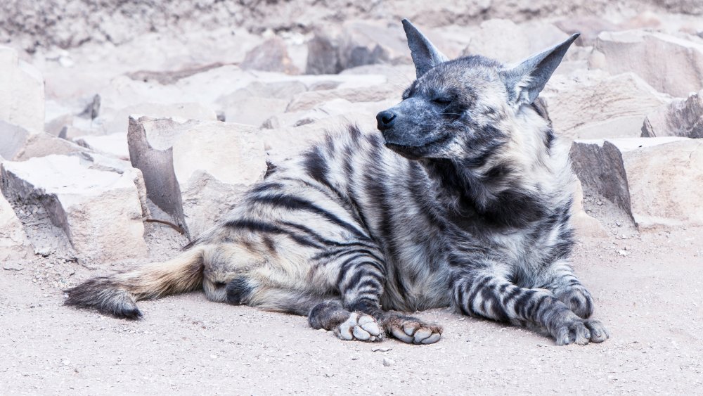 striped hyena