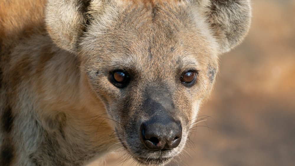 hyena