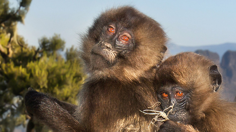 Gelada monkeys