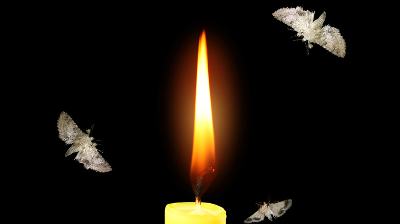 Moths around a flame