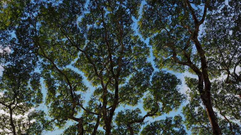 Serpentine gaps between the treetops