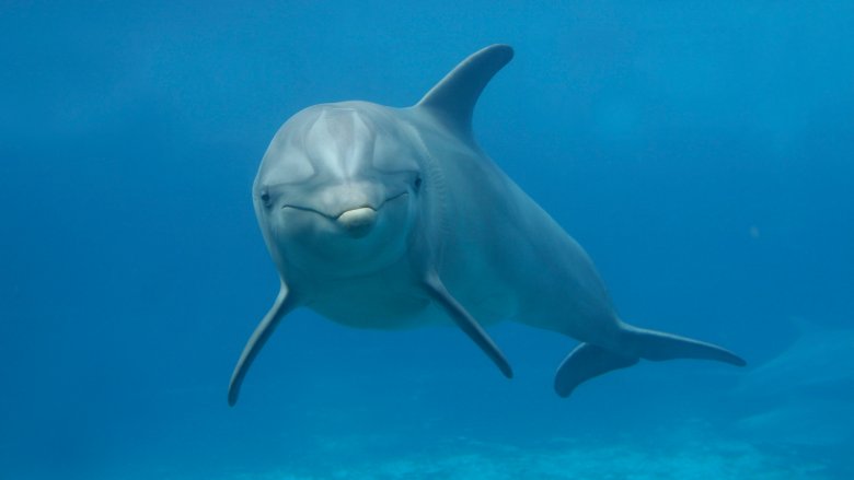 Dolphin