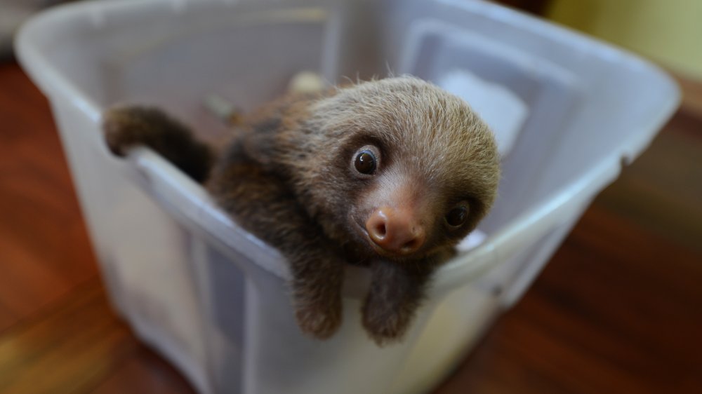 Are Sloths Dangerous To Own As Pets?