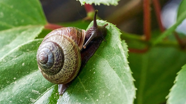 Snail