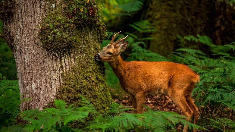 Photo of a fawn in the woods