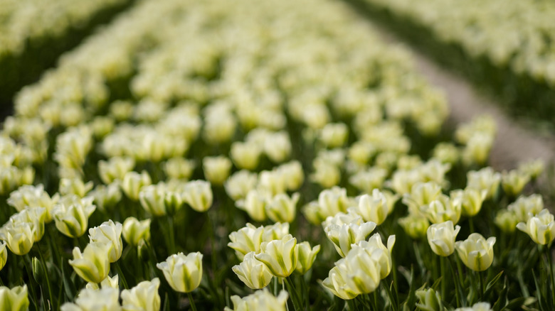 tulips in Holland