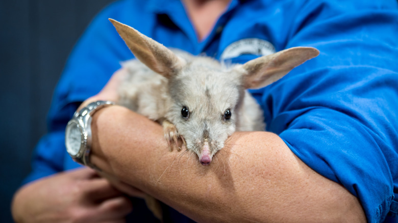 man holding bilby