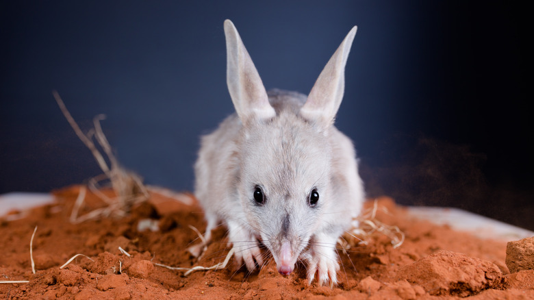 greater bilby