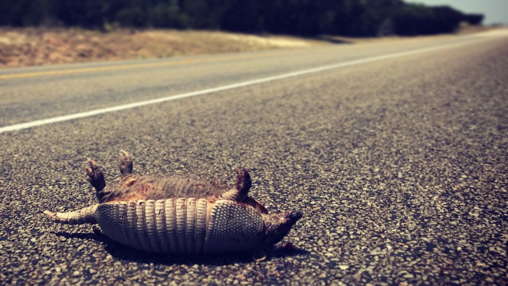 Armadillo