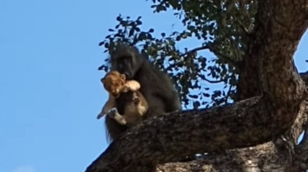 Baboon, blissfully unaware that he's about to be hunted down by that lion's family