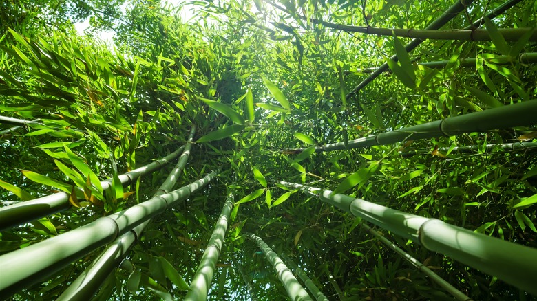 Bamboo plants