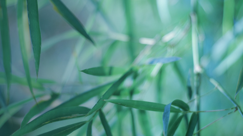 Bamboo leaves