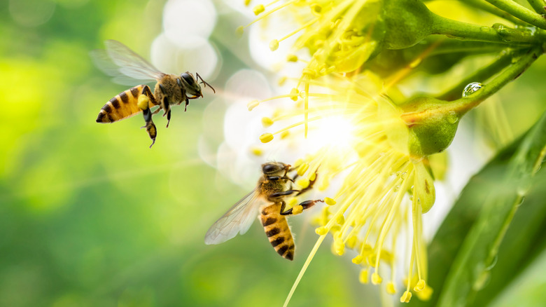 Bees 