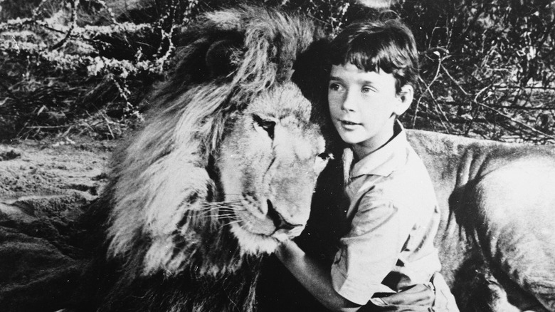 Zamba the lion 