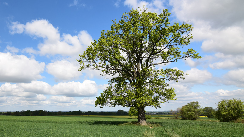 Oak tree in spring