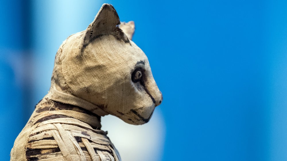 An Egyptian cat mummy