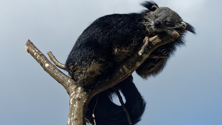 Binturong sleeping in a tree