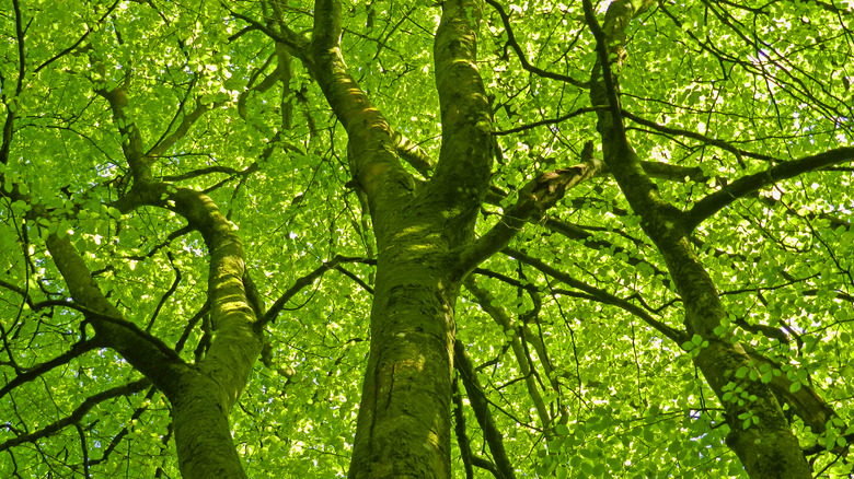 Elm tree