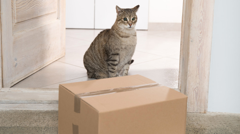 Cat sitting behind a package