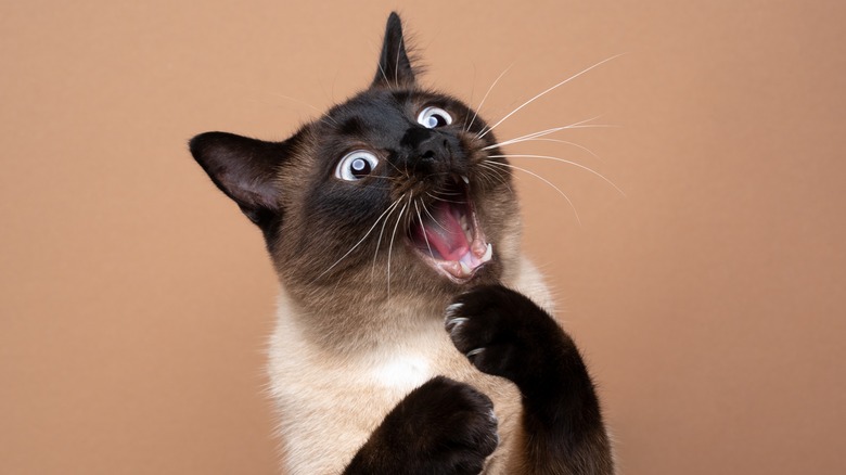A cat pictured mid-meow