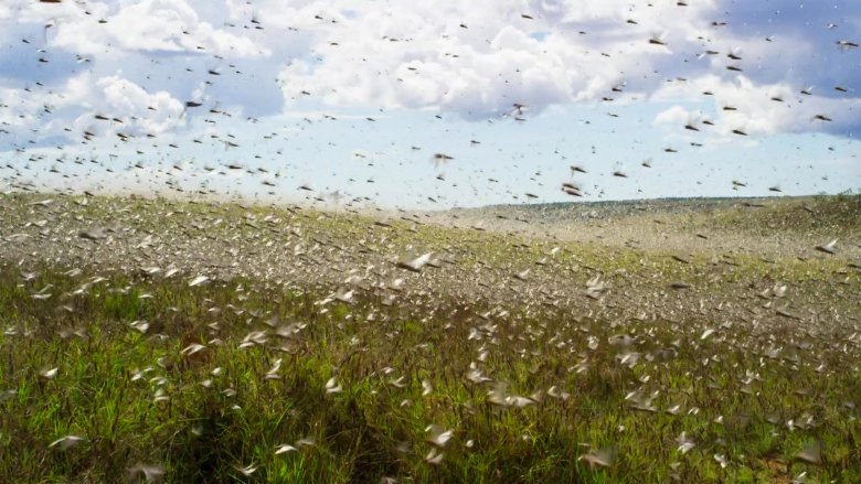 swarm of locusts