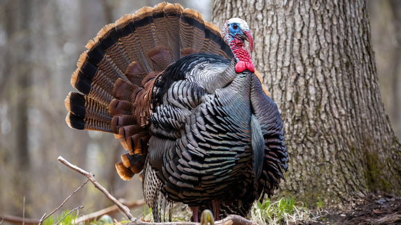 Turkey in the woods