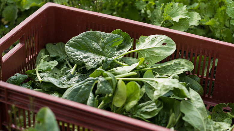 Spinach in a crate