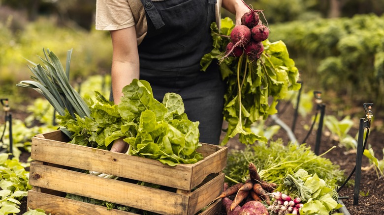 Person harvesting vegetables