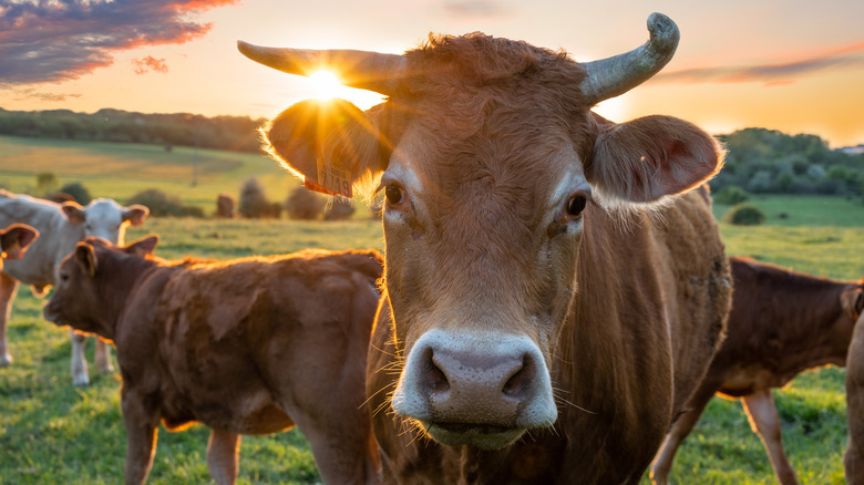 Cows in a green pasture