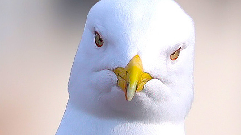 Seagull