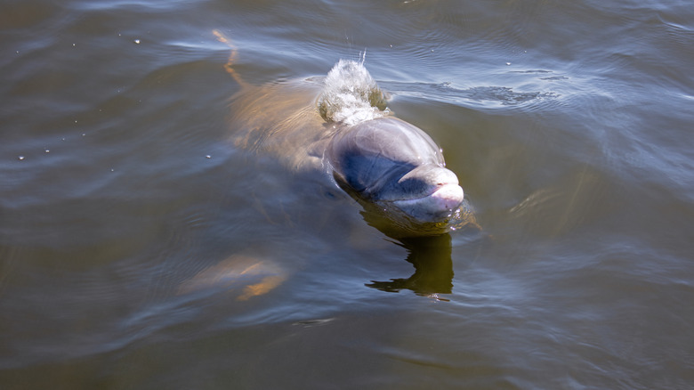 a dolphin peeks out of the water