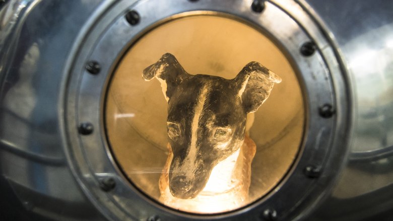 dog astronaut