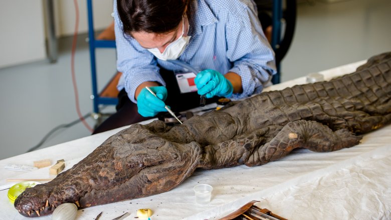 crocodile mummy