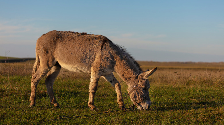 stock image of a donkey grazing