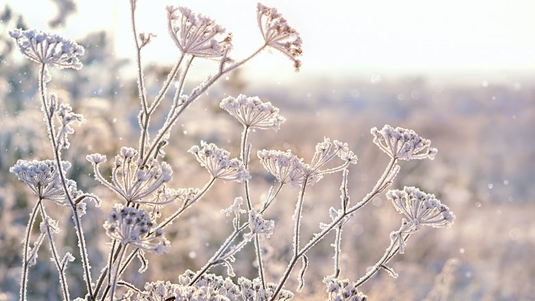 frozen flowers