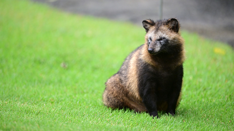 tanuki racoon dog on a golf course