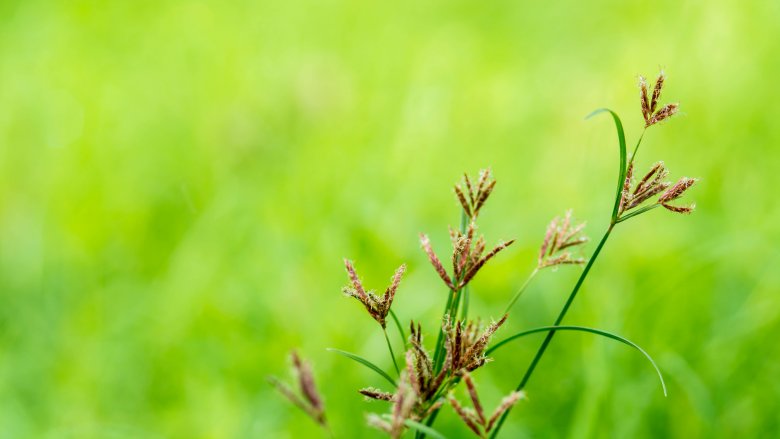 purple nutsedge