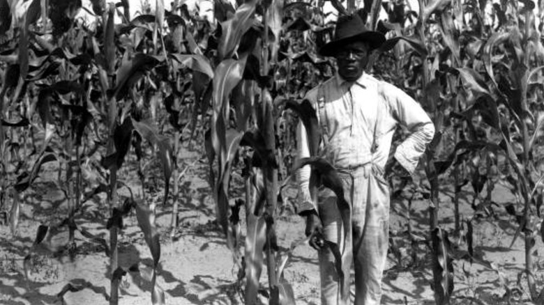 Black farmer next to corn crops