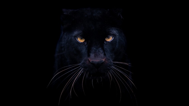Black panther on black background
