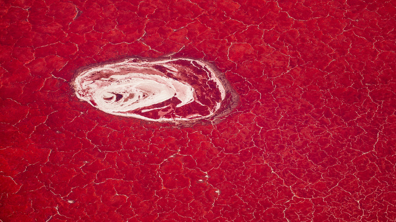 red algae and salt in lake natron