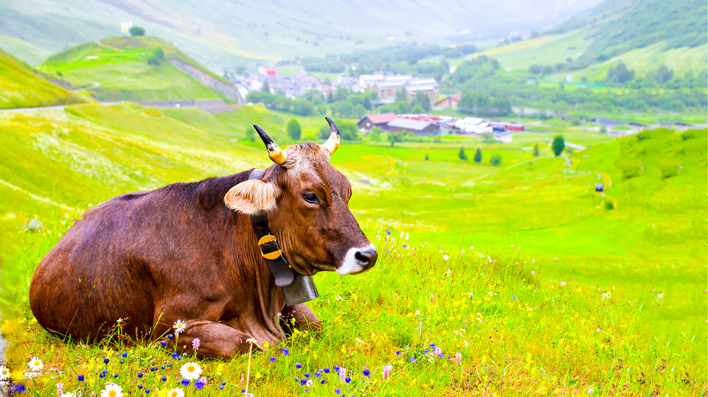 A cow in a field