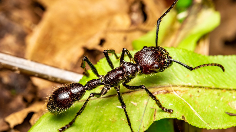 A bullet ant