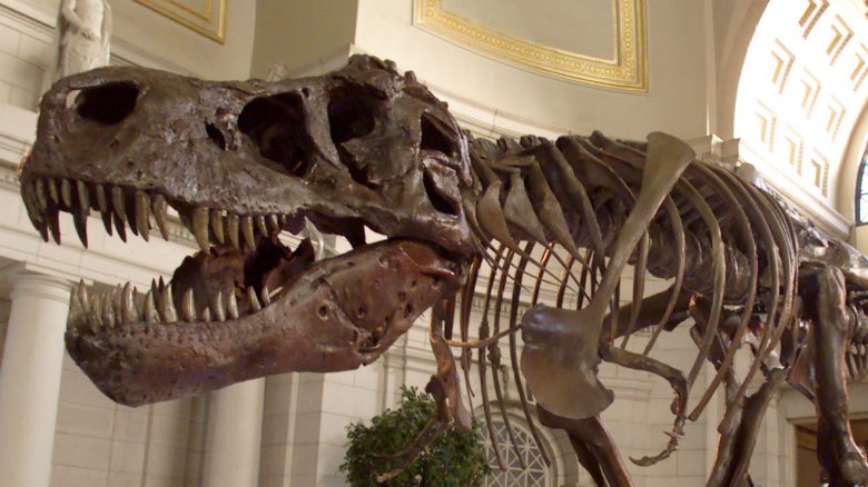 Dinosaur skeleton