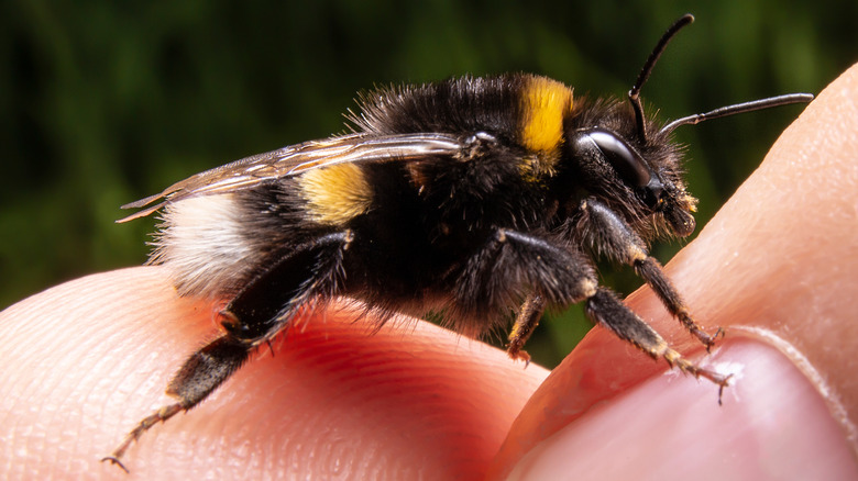 Bumblebee on human fingers