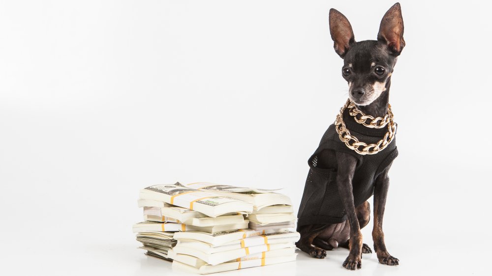 Dog with money