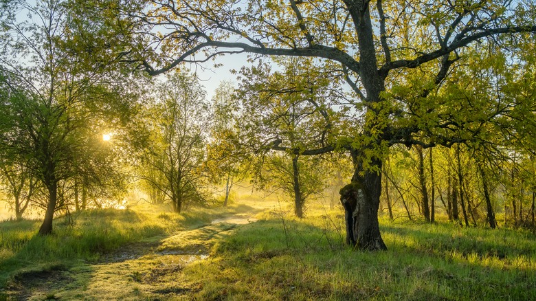 Woodland scene, sunbeam through trees